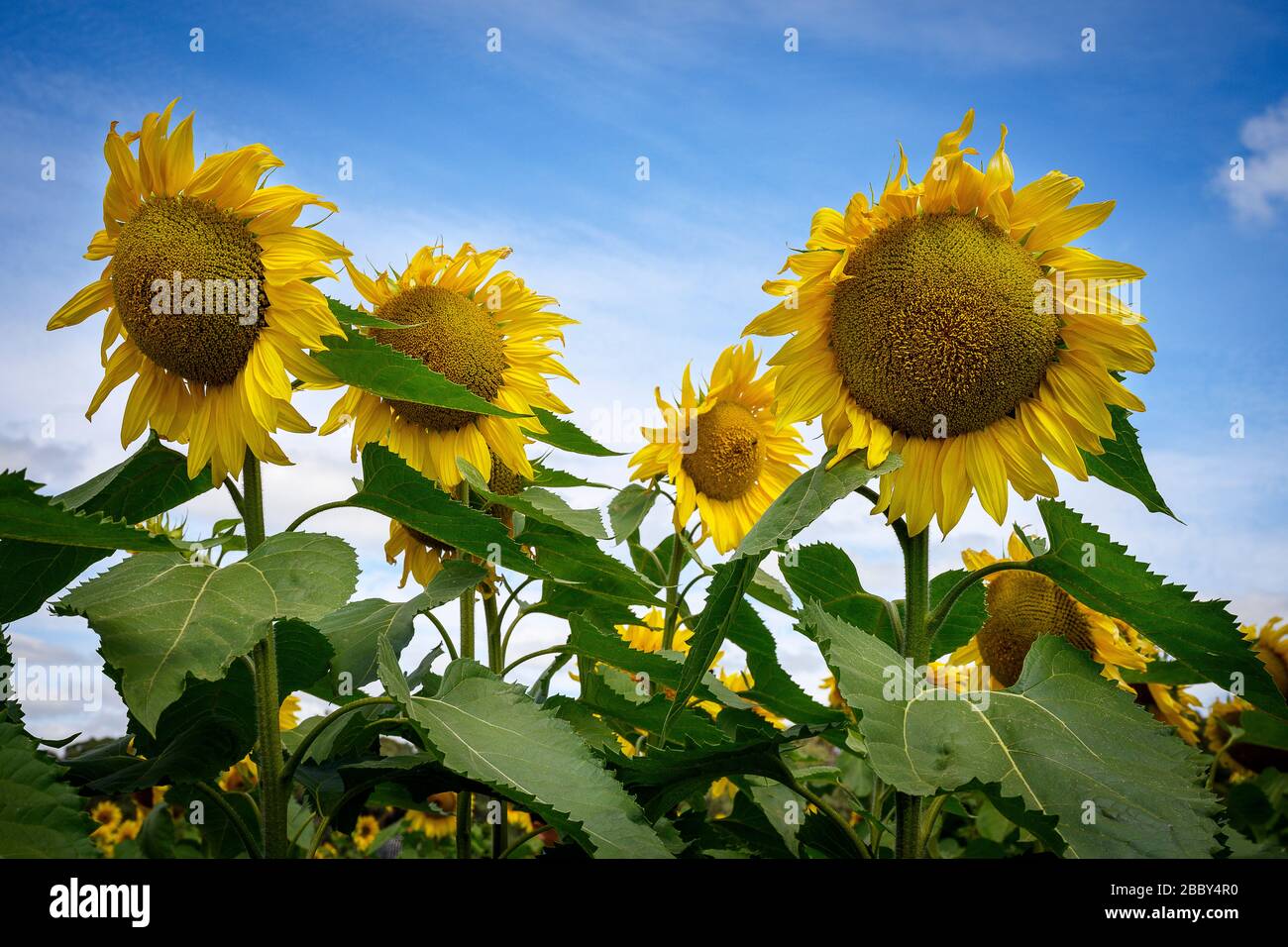 Sunflower field near Melbourne Stock Photo Alamy