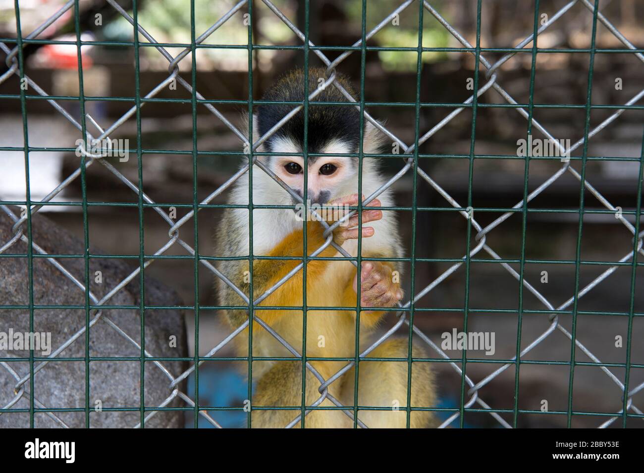 Central American squirrel monkey (Saimiri oerstedii) in a cage in western Panama Stock Photo