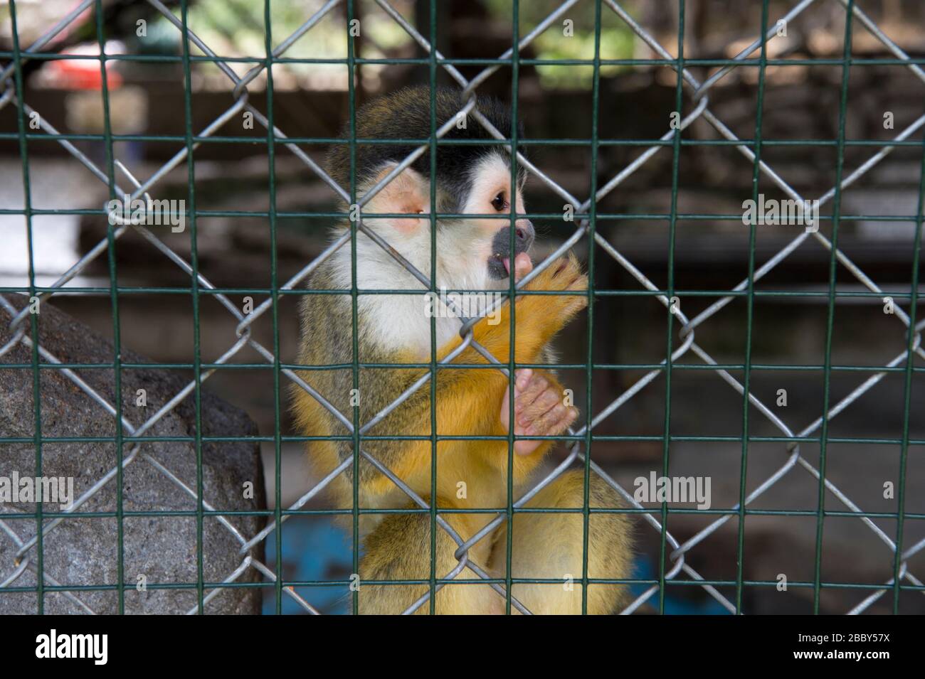 Central American squirrel monkey (Saimir oerstedii) in a cage in western Panama Stock Photo