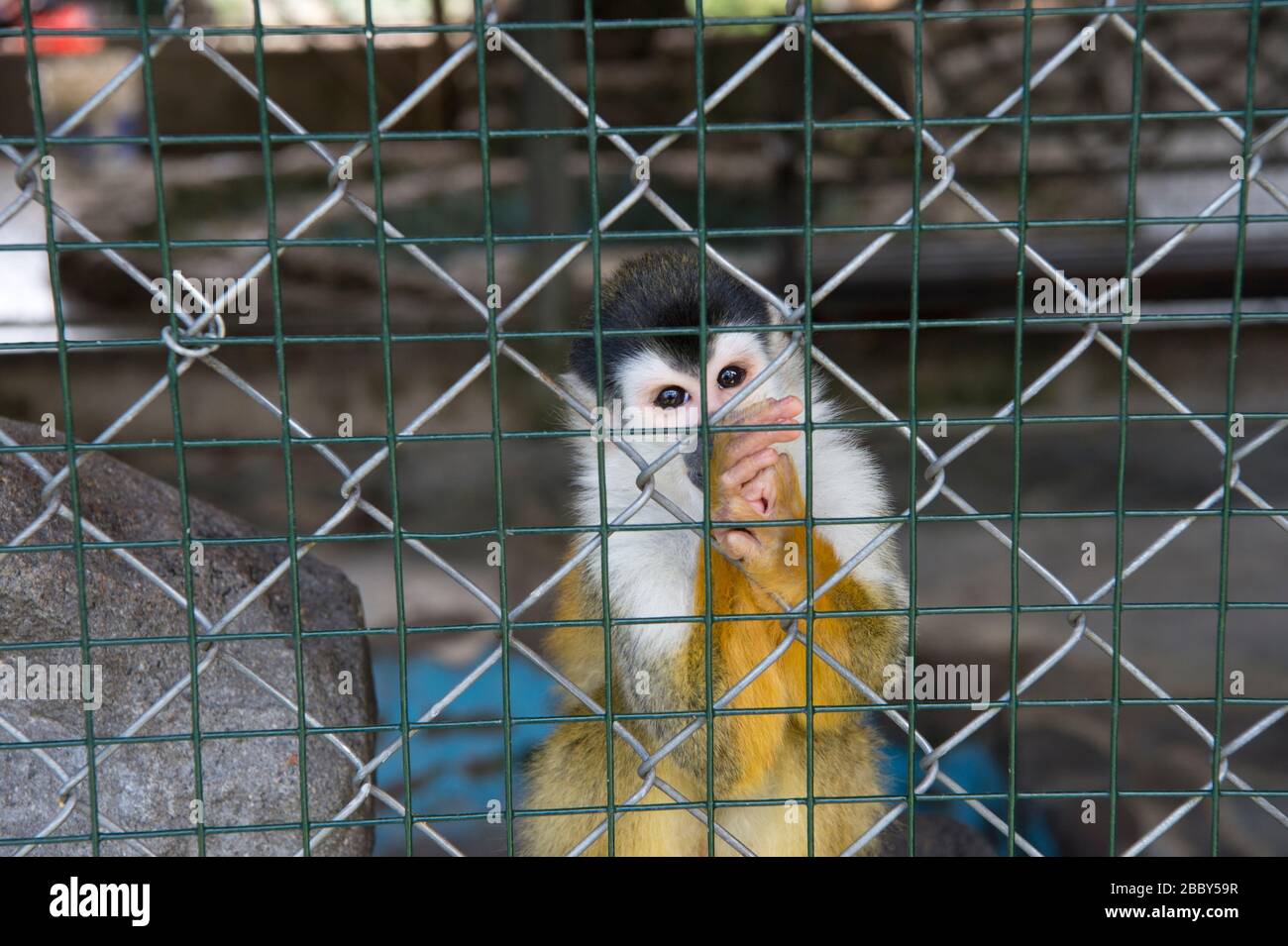 Central American squirrel monkey (Saimir oerstedii) in a cage in western Panama Stock Photo