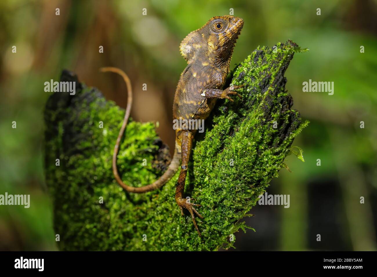 Female smooth helmeted iguana (Corytophanes cristatus) sitting on a stump, Costa Rica Stock Photo