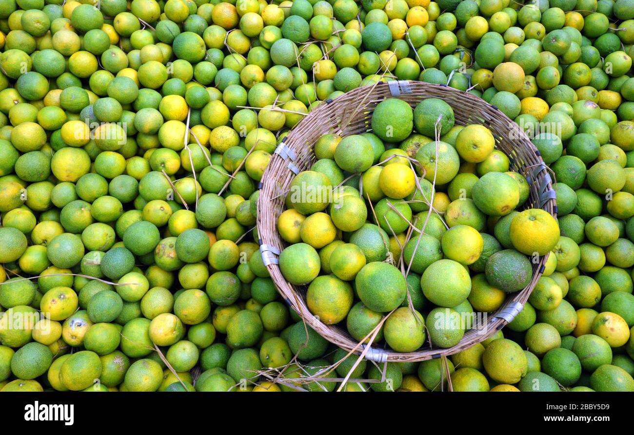 Sweet lime wholesale market, Mosambi is a popular tropical fruit. Sweet limeon (Citrus limetta) fruit for sale in market at koyambedu market, Chennai Stock Photo