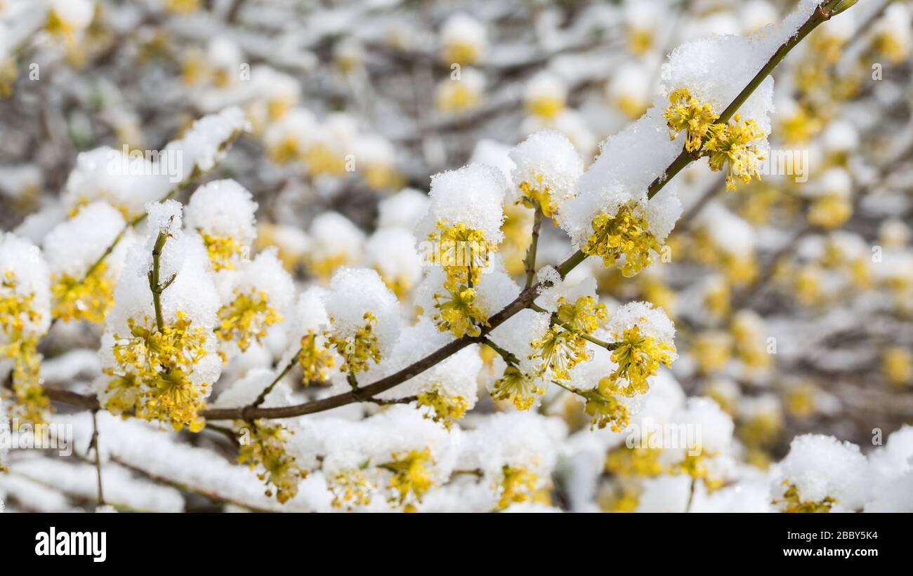 Branches of a blooming Forsythia covered with snow. Captured during a cold spring day. 16:9 panorama format. Stock Photo