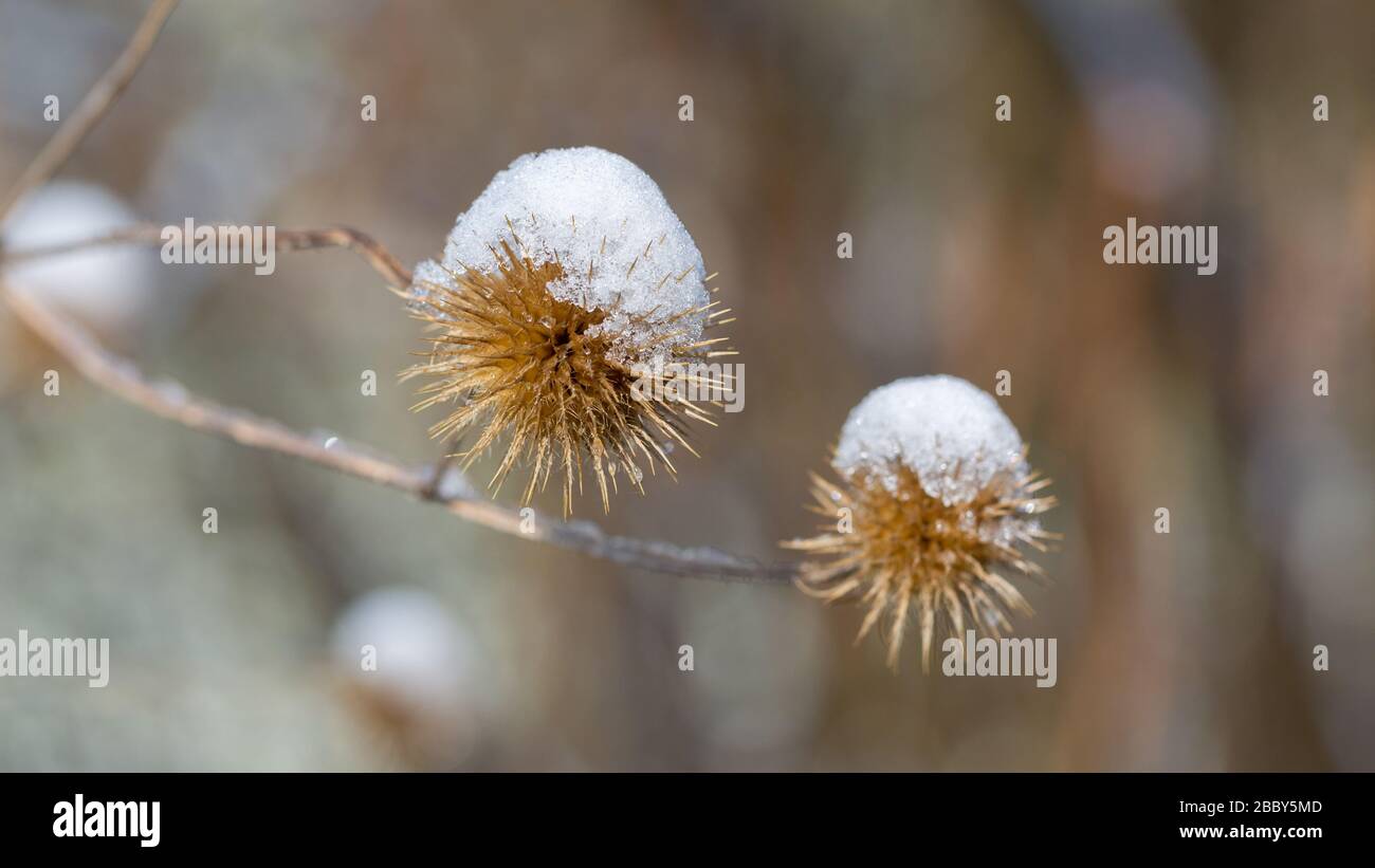 Close up / Macro of a snow-covered Burdock (Arctium). Snow during spring time. Blurry background, panorama format. Stock Photo