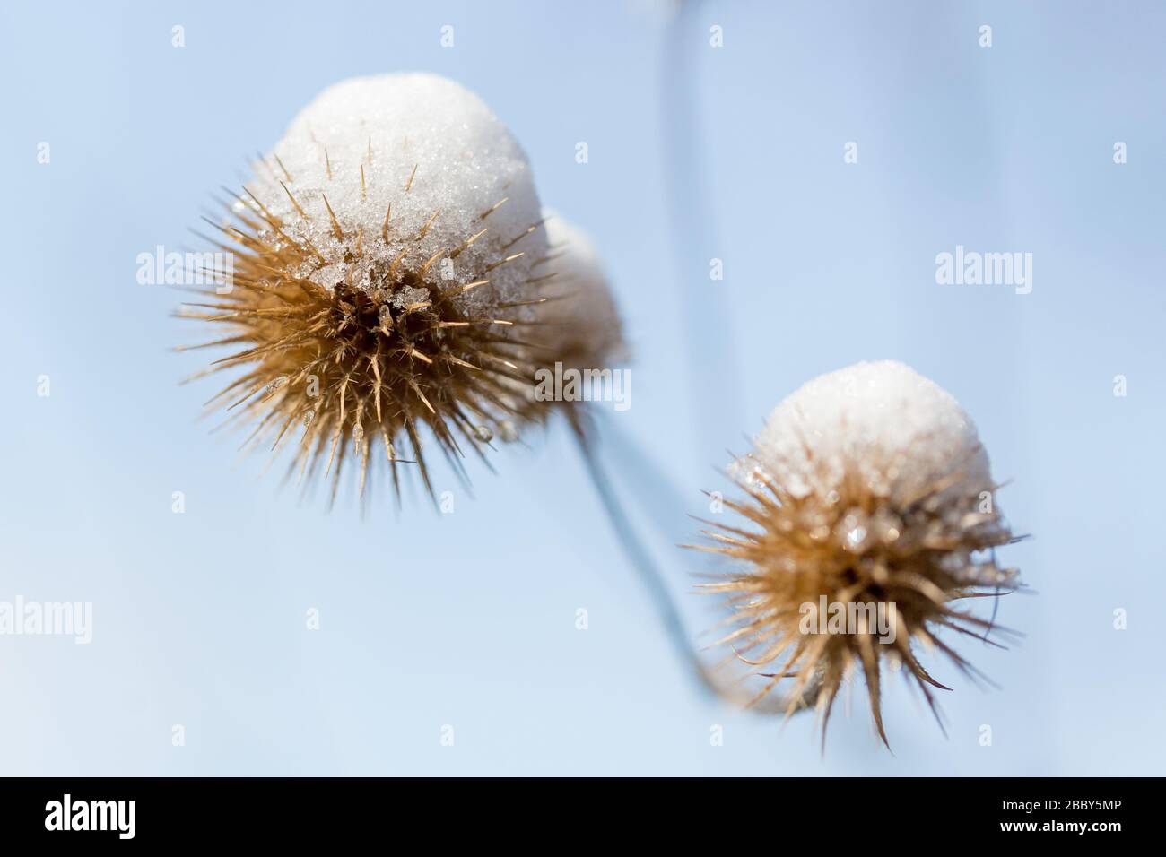 Close up of brown Burdock (Arctium) buds covered with snow. Snow during springtime. Blurry, blue background. Stock Photo