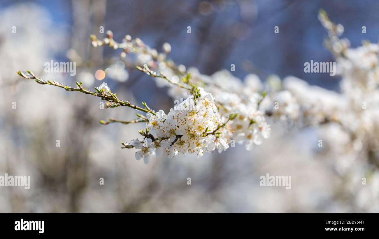 Close up of white blossoms of wild cherry (also known as sweet cherry; Prunus Avium). With some ic crystals on top of the buds. Blurry background. Stock Photo