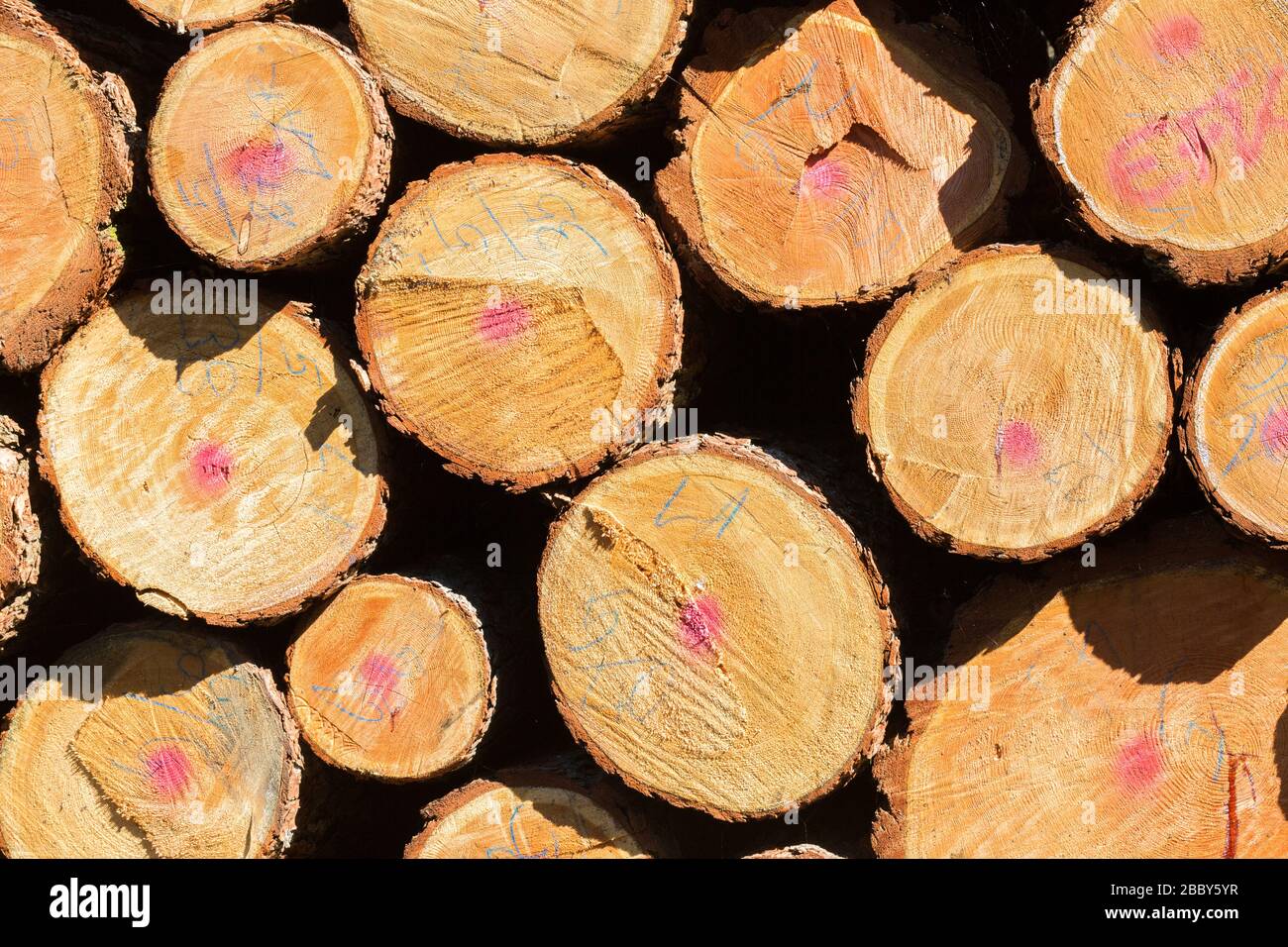 Close up of log pile / cut wood. Fresh cut, with markings. Concept for forestry, logging industry, timber, chopped wood and deforestation. Stock Photo