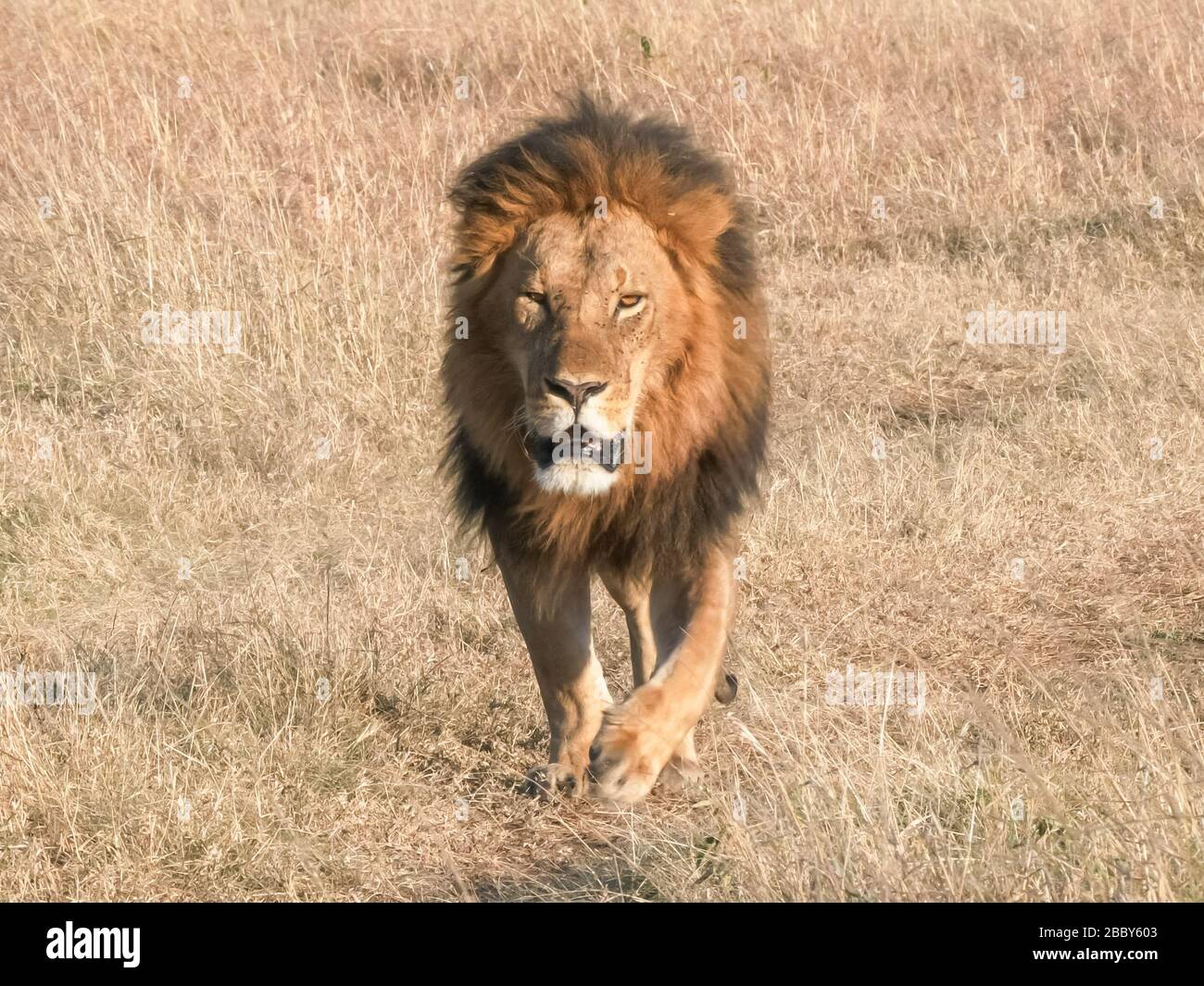 Male lion hi-res stock photography and images - Alamy