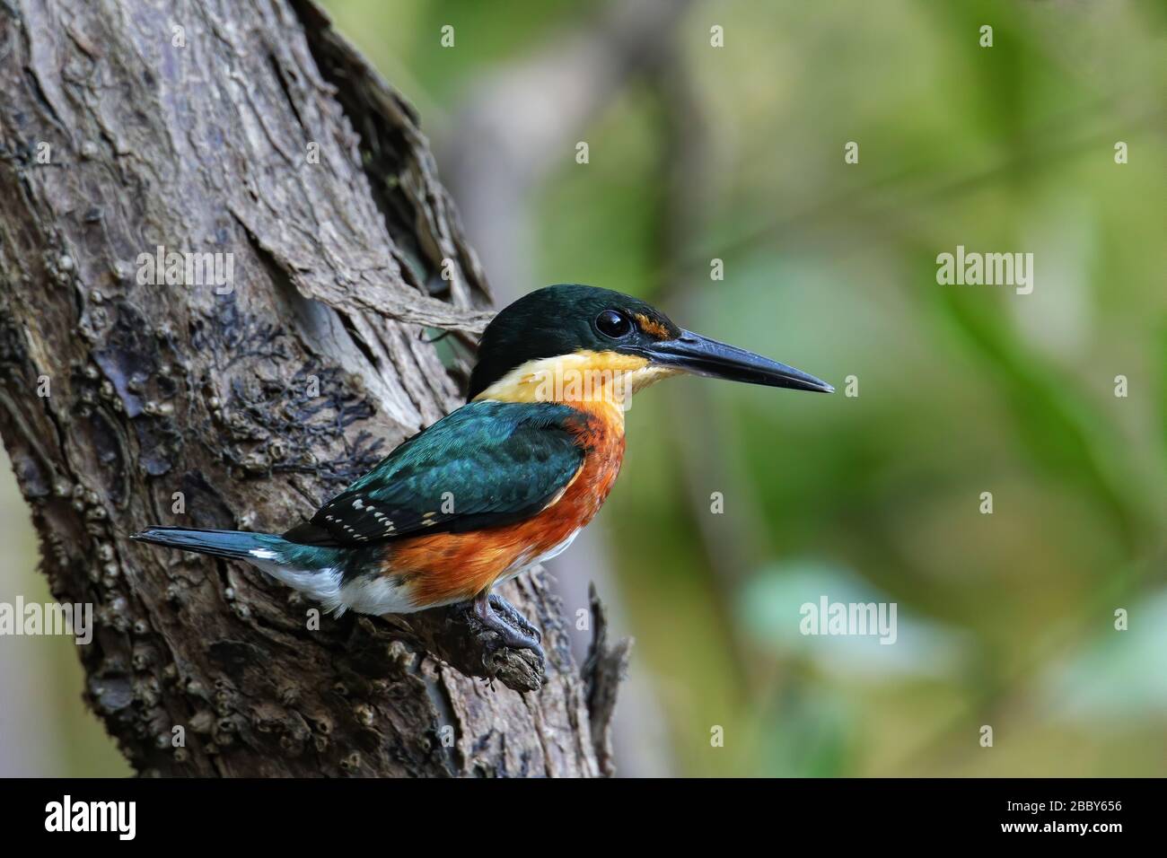 American pygmy kingfisher (Chloroceryle aenea) perched on a stick, Costa Rica Stock Photo