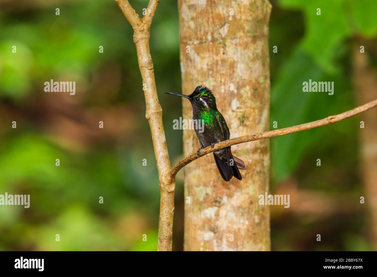 Male purple-throated mountain-gem (Lampornis calolaemus) perched on a branch in the Curi Cancha Wildlife Refuge, Monteverde, Costa Rica. Stock Photo