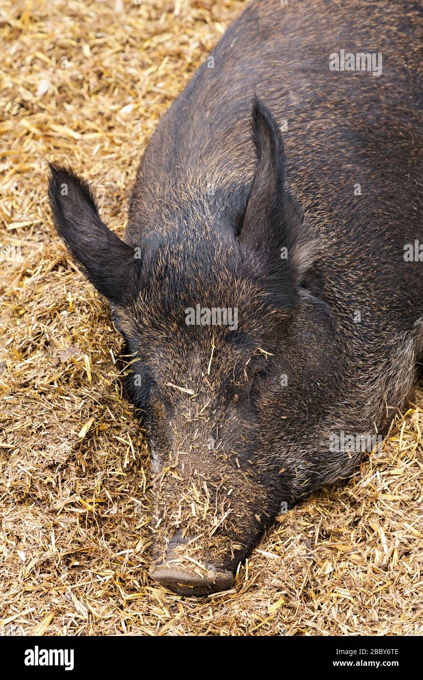 Mammals / A Sow pig in Halls Gap Zoo, Victoria Australia. Halls Gap Zoo ...