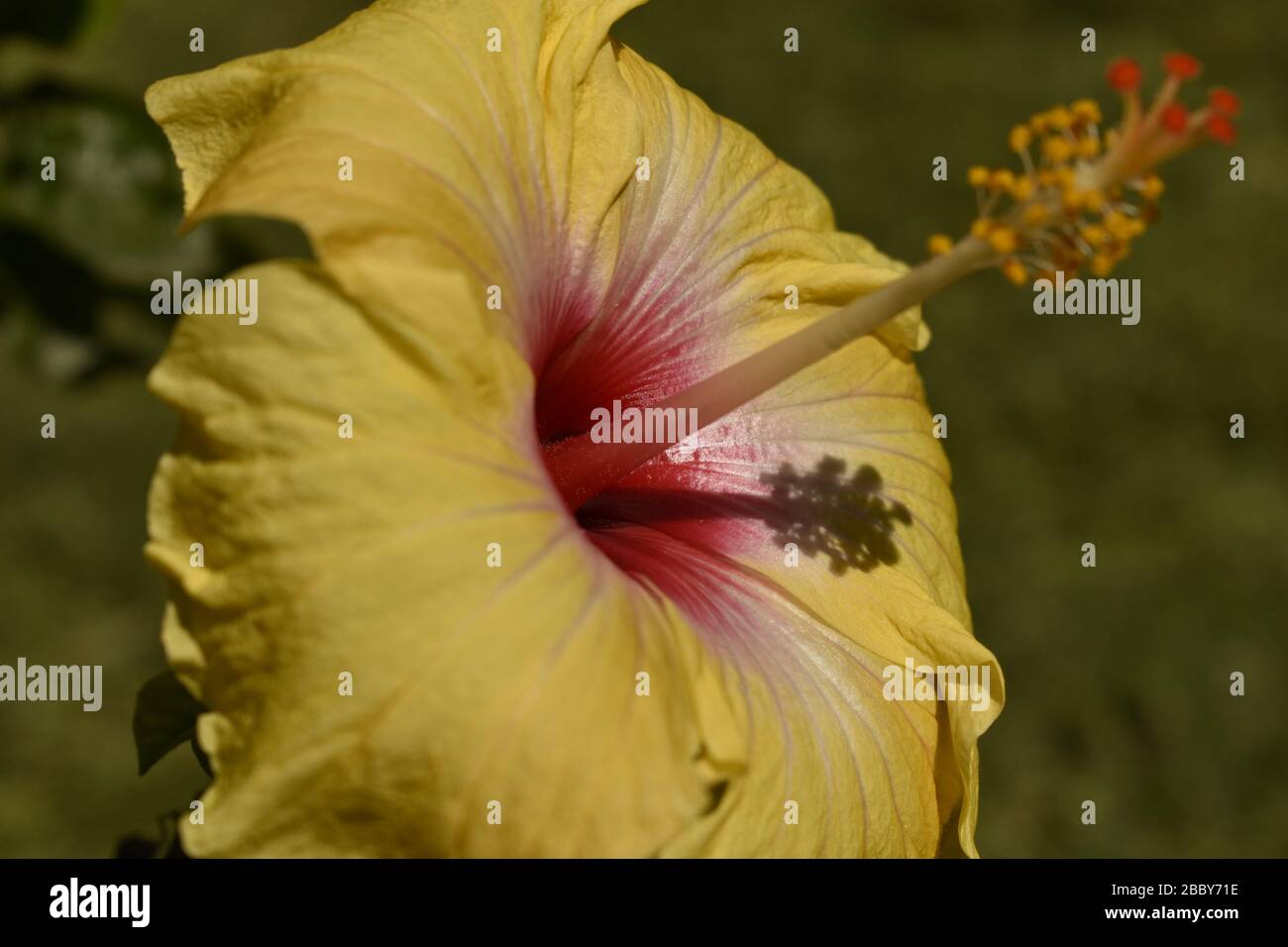 A beautiful closeup photograph of a yellow hibiscus flower Stock Photo ...
