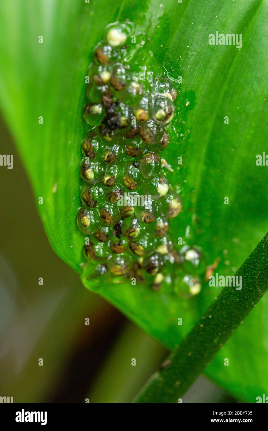 Clutch of Red-eyed treefrog (Agalychnis callidryas) eggs hanging on leaf in Puerto Viejo de Talamanca, Costa Rica. Stock Photo