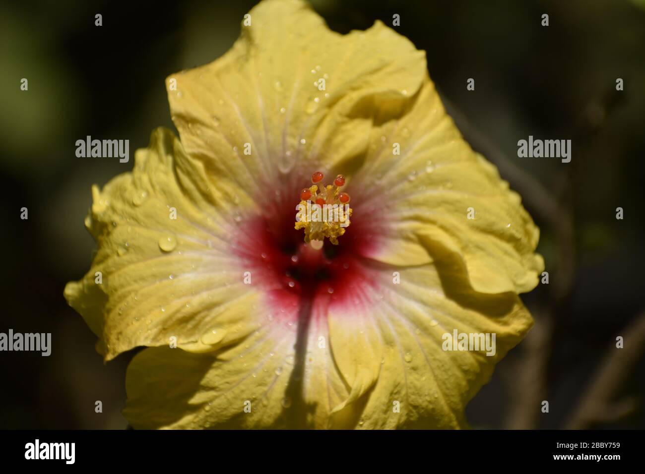 A beautiful closeup photograph of a yellow hibiscus flower Stock Photo ...
