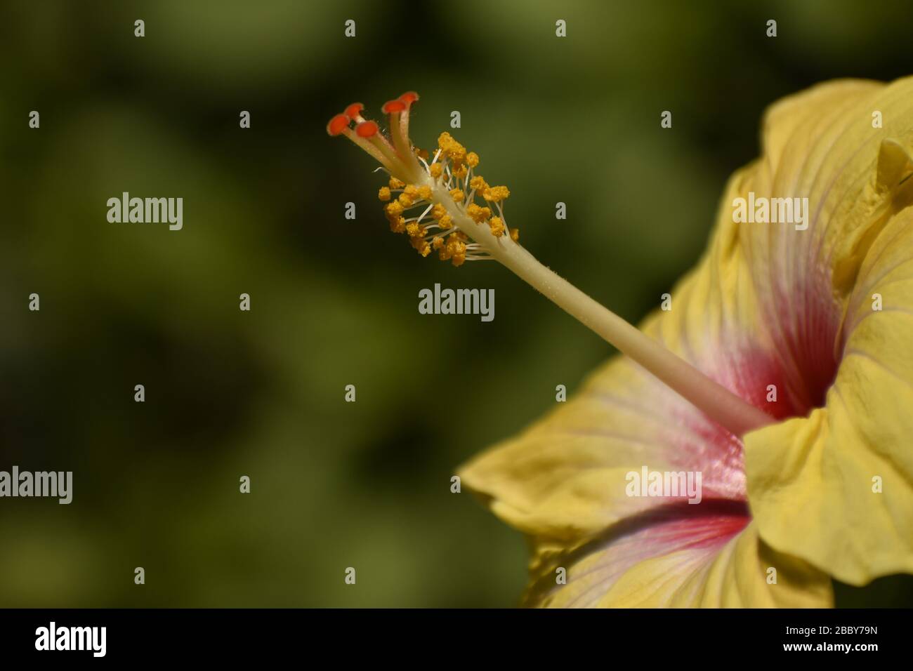A beautiful closeup photograph of a yellow hibiscus flower Stock Photo ...