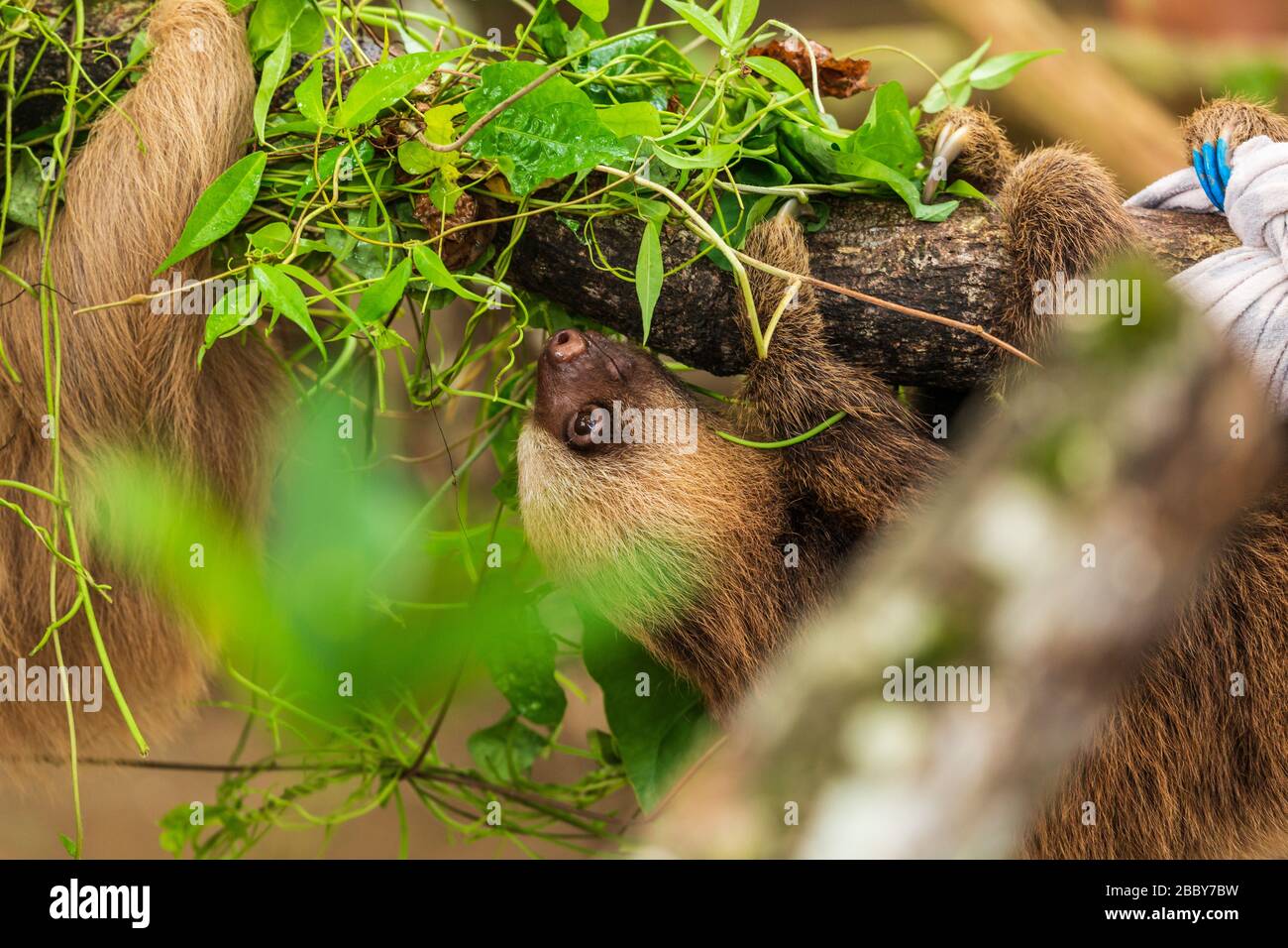 Two-toed Sloth (Choloepus hoffmanni) climbing on a branch at the Jaguar Rescue Center in Puerto Viejo de Talamanca in Limon Province, Costa Rica. Stock Photo