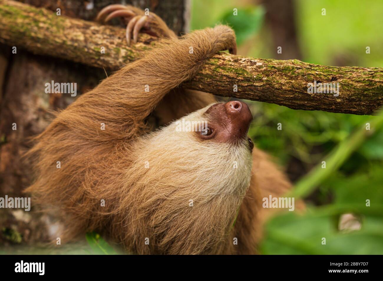 Two-toed Sloth (Choloepus hoffmanni) climbing on a branch at the Jaguar Rescue Center in Puerto Viejo de Talamanca in Limon Province, Costa Rica. Stock Photo