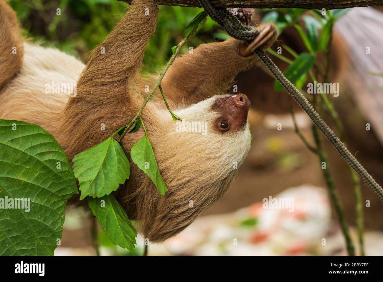 Two-toed Sloth (Choloepus hoffmanni) climbing on a branch at the Jaguar Rescue Center in Puerto Viejo de Talamanca in Limon Province, Costa Rica. Stock Photo