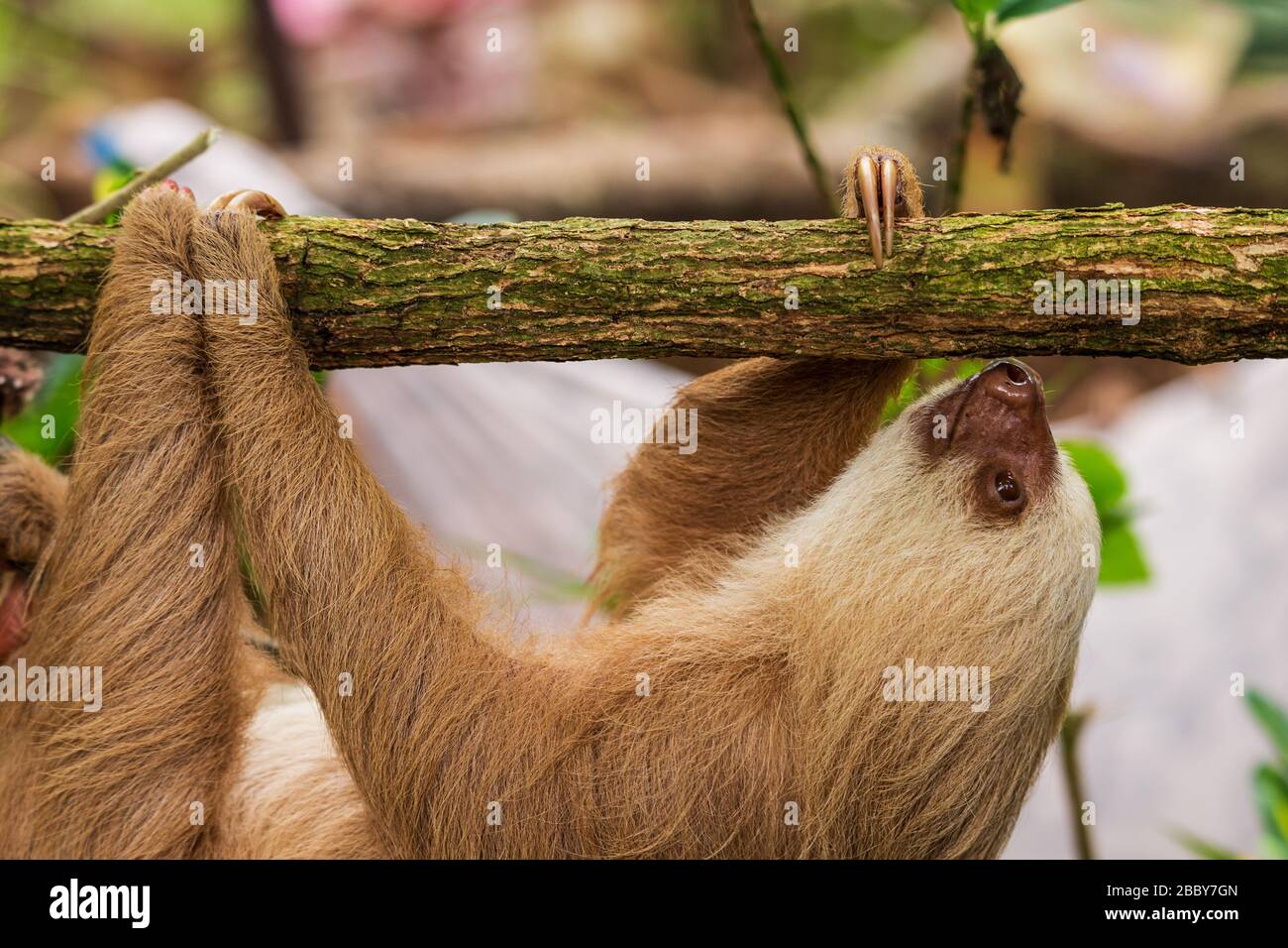 Two-toed Sloth (Choloepus hoffmanni) climbing on a branch at the Jaguar Rescue Center in Puerto Viejo de Talamanca in Limon Province, Costa Rica. Stock Photo