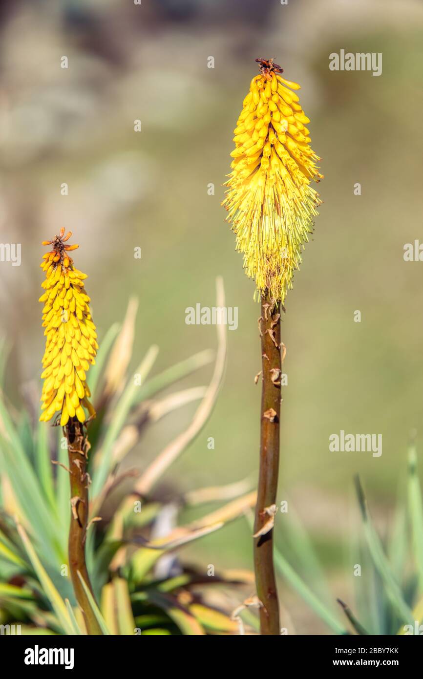 yellow flower Kniphofia foliosa. Bale National Park, Ethiopia, africa wilderness Stock Photo