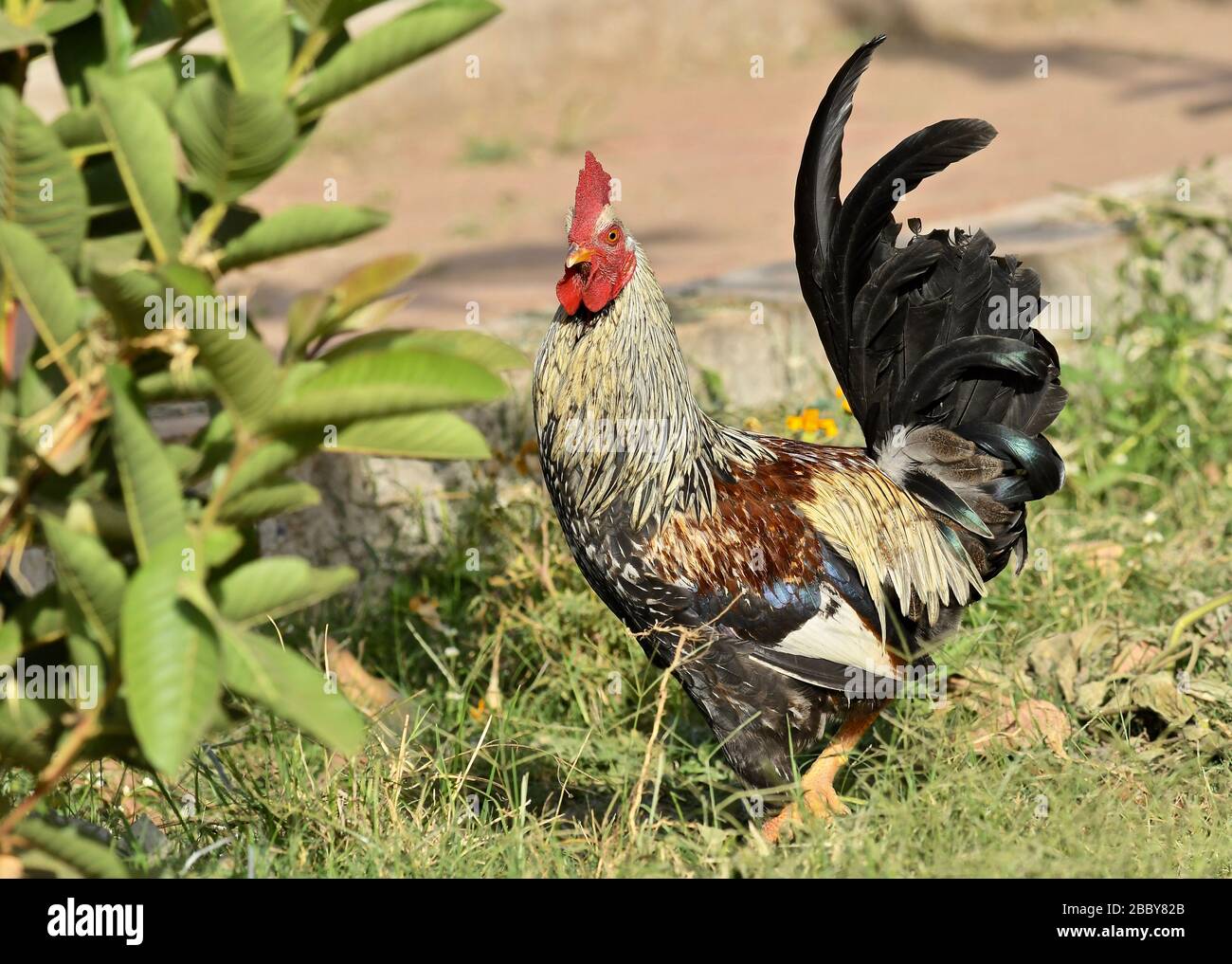 Cock / Rooster Stock Photo