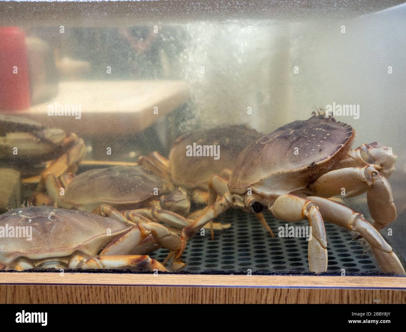 Large pile of dungeness crab sitting in tank in seafood market Stock Photo