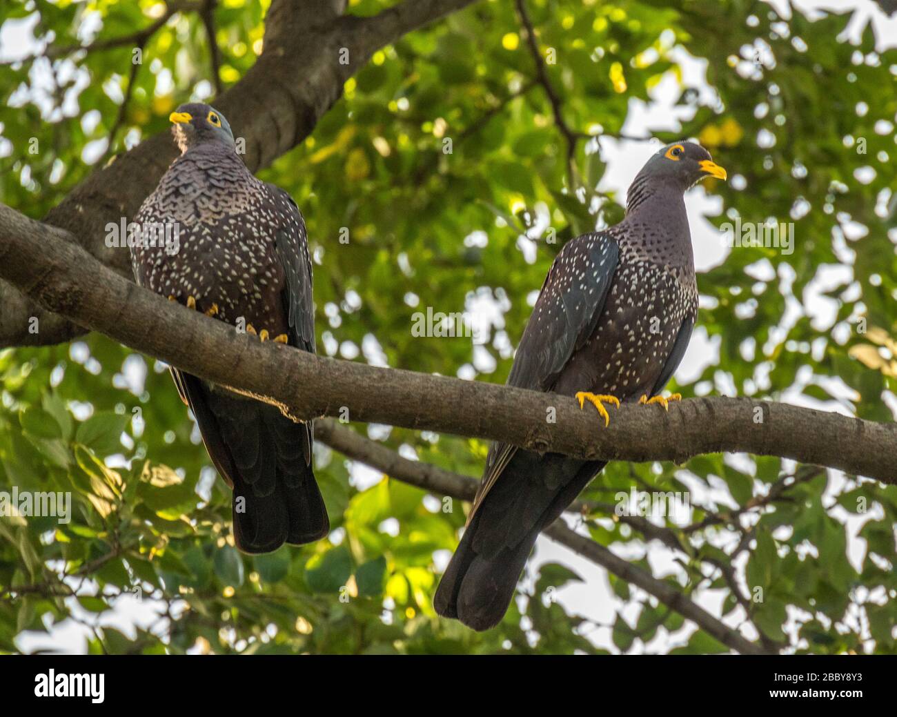 A pair of African olive-pigeons perched on a branch view from below image in horizontal format Stock Photo