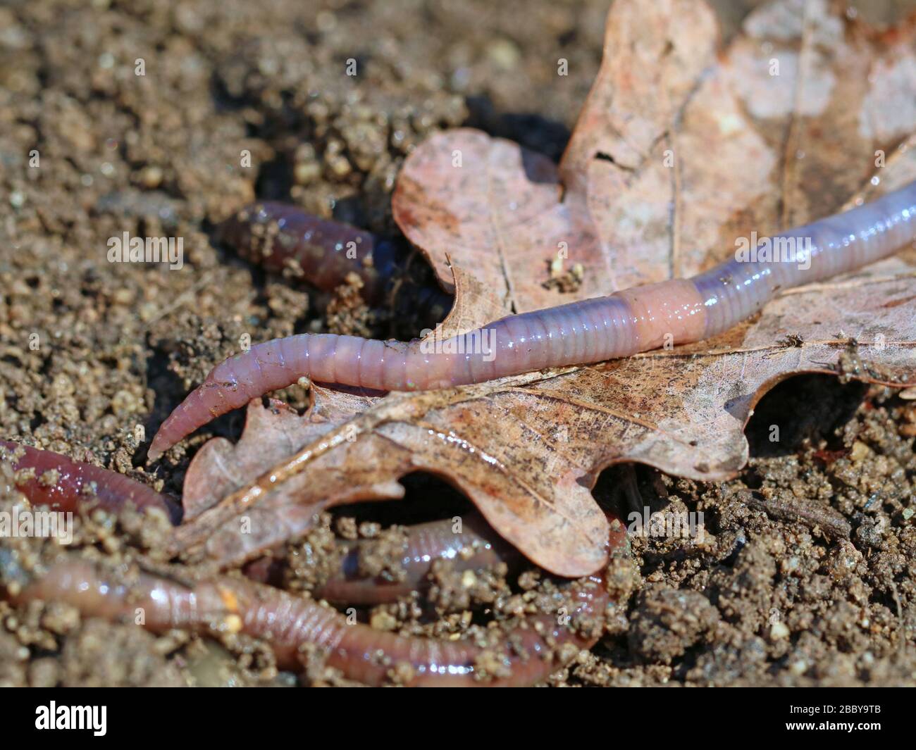 earthworm on soil with dry oak leaf, close up, macro shot background Stock Photo