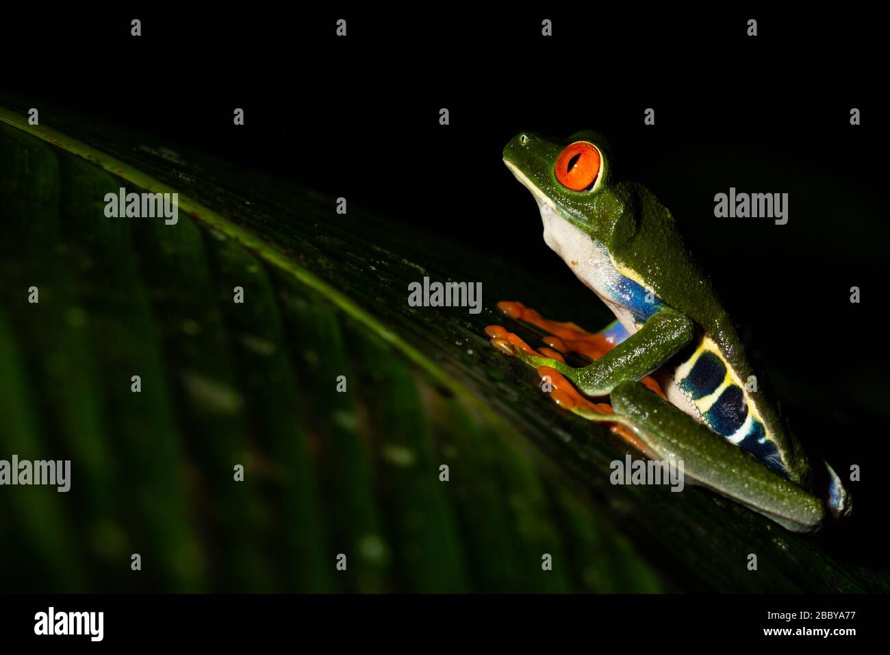 A red eyed tree frog on a green leaf , Costa Rica Stock Photo