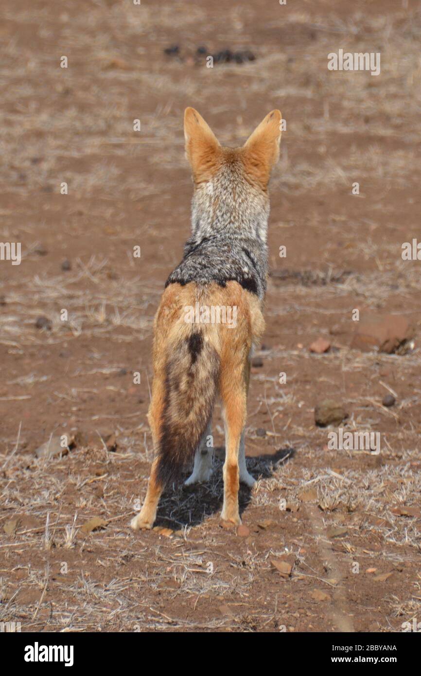 Highly alert black backed jackal looking off into the bush from dry, arid sandy desert in Kruger National Park. Stock Photo