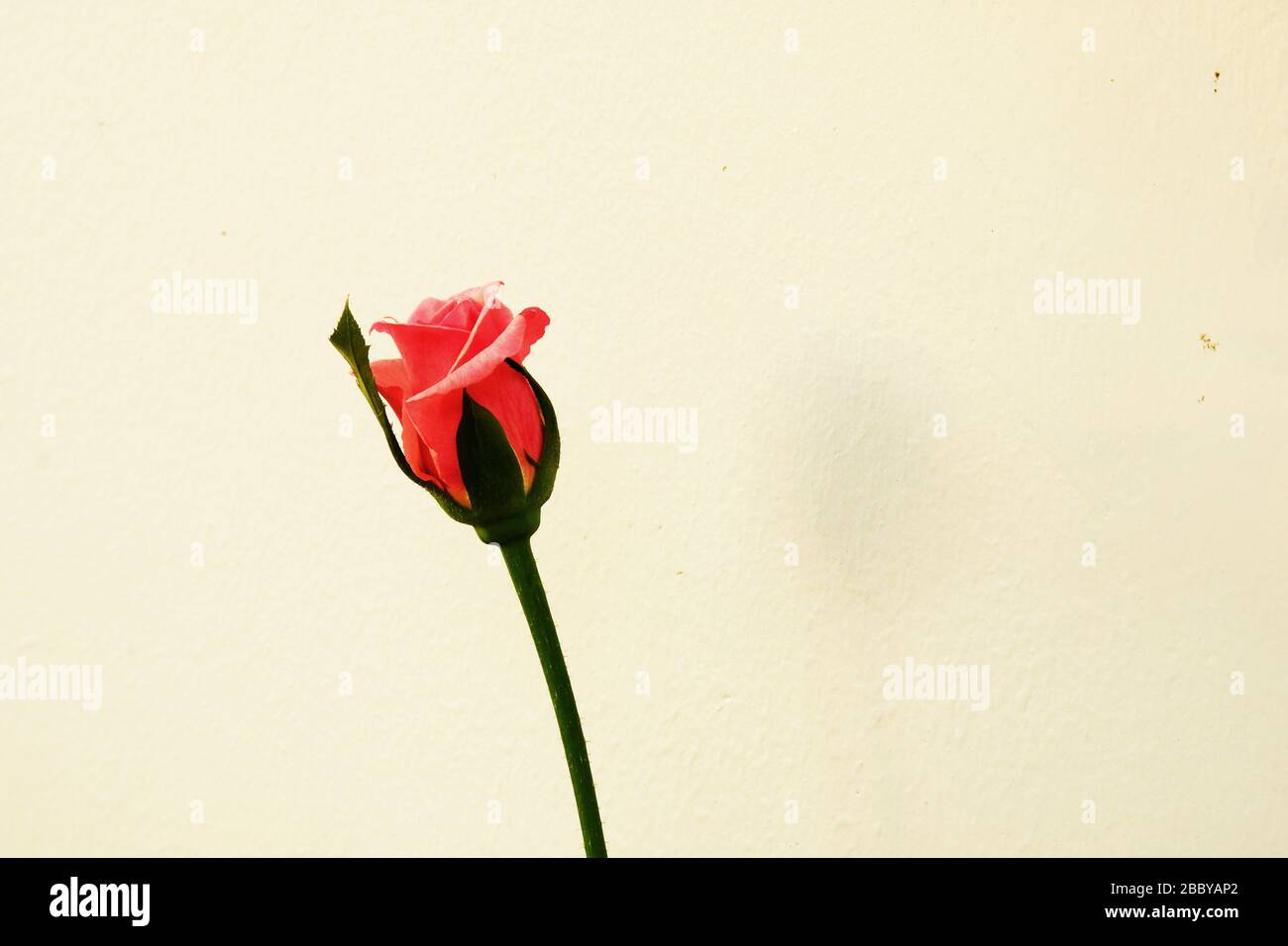 Pink rose with long stem hi-res stock photography and images - Alamy