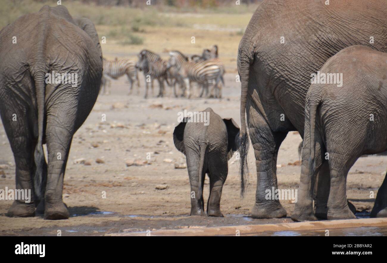 Baby elephant walking with the herd at a dry waterhole with zebra in the background Stock Photo