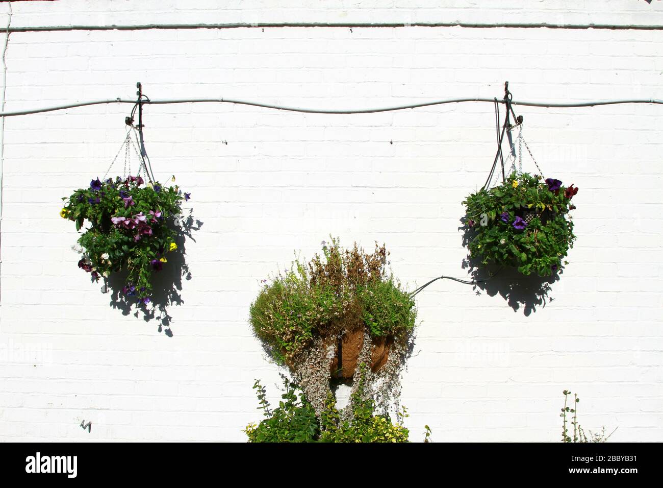 HANGING BASKETS WITH FLOWERS AND PLANTS AGAINST A WHITE PAINTED BRICK WALL. BIODIVERSITY AND REGREENING OF CITIES. CLEAN AIR. Stock Photo