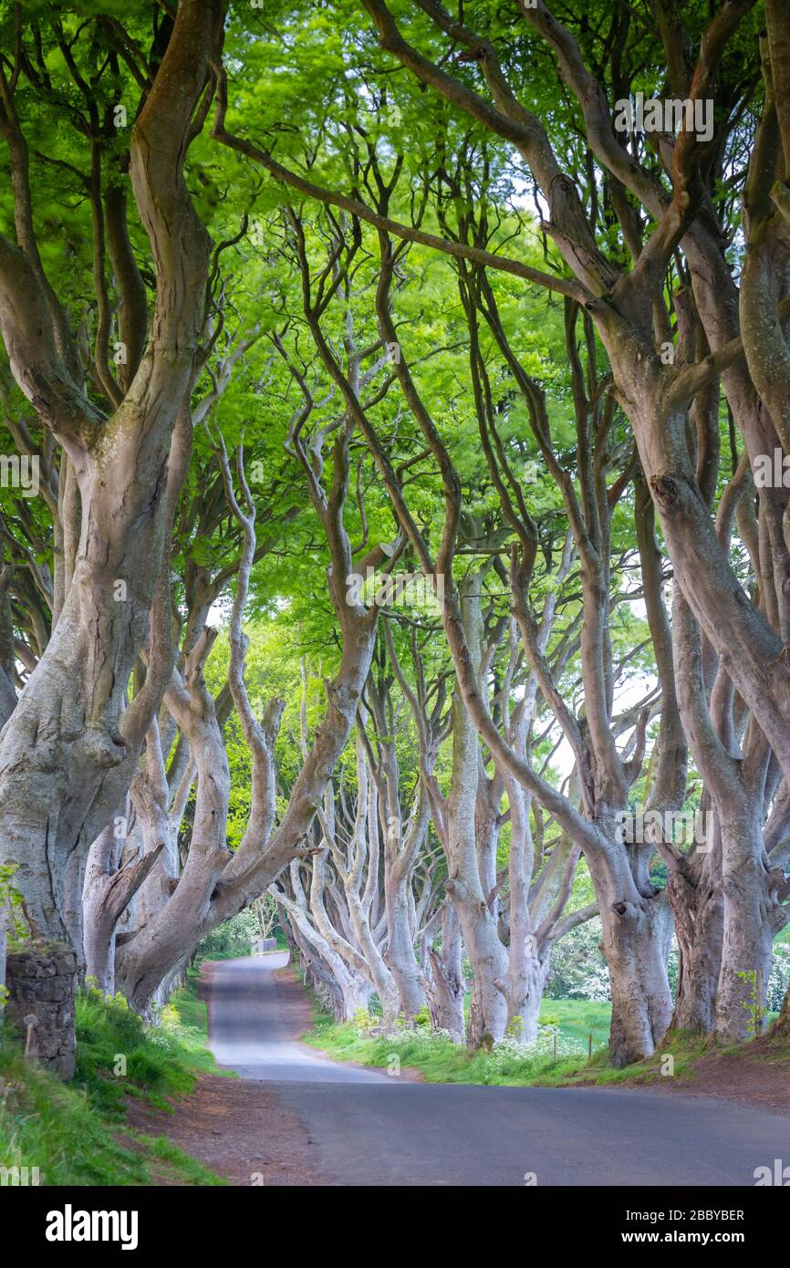 The colors of the sunrise on the branches of The Dark Hedges, Ballymoney, County Antrim, Ulster region, Northern Ireland, United Kingdom. Stock Photo