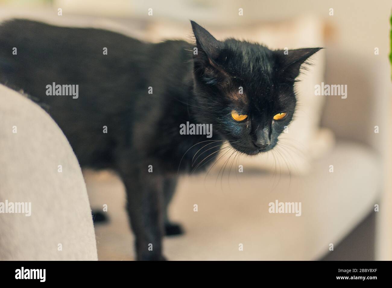 black cat with yellow eyes on the couch Stock Photo - Alamy
