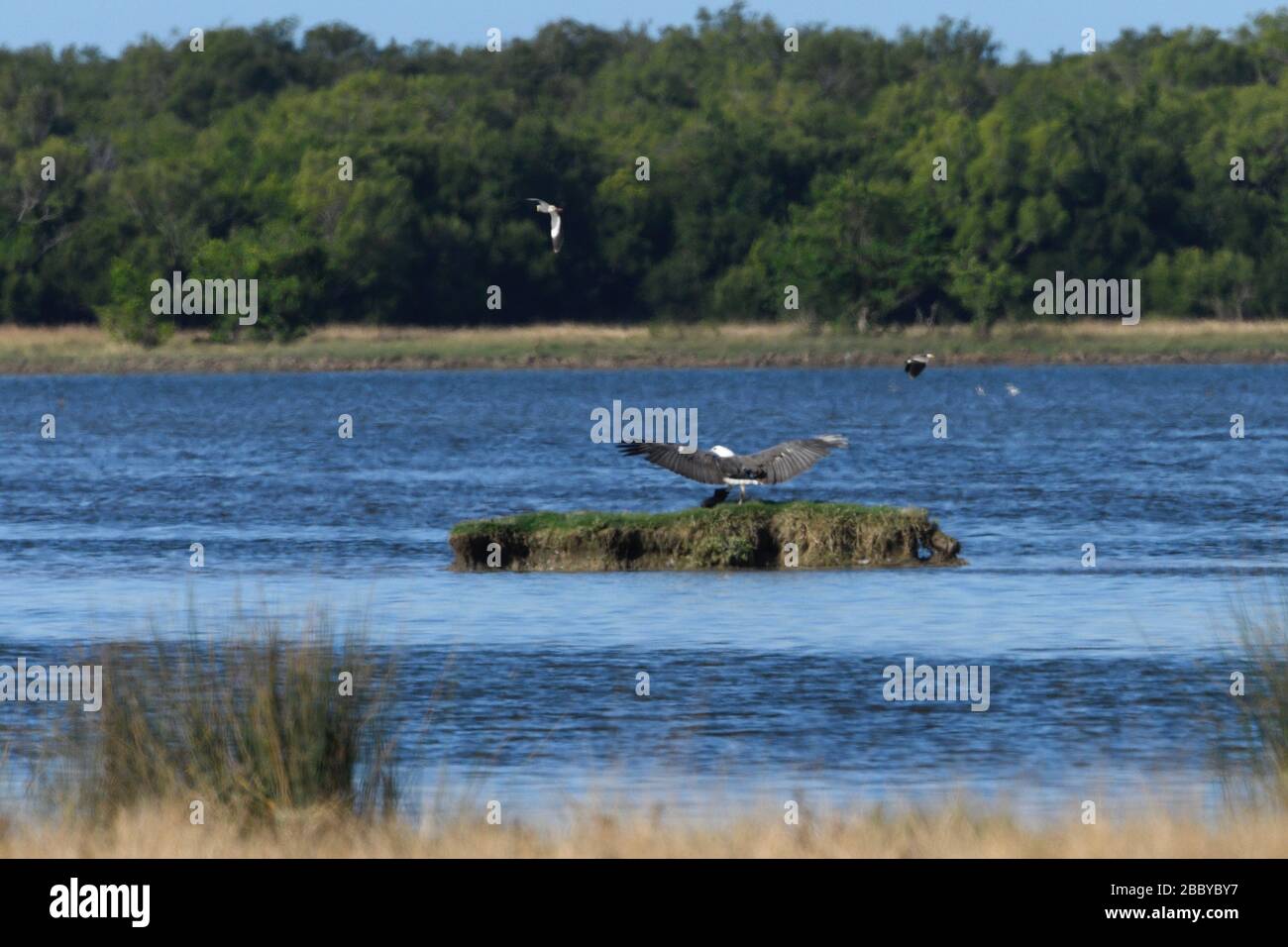 The squealing piglet was carried off to an island in the middle of the lake. AUSTRALIA: ASTOUNDING photos prove that pigs DO fly after a massive eagle Stock Photo