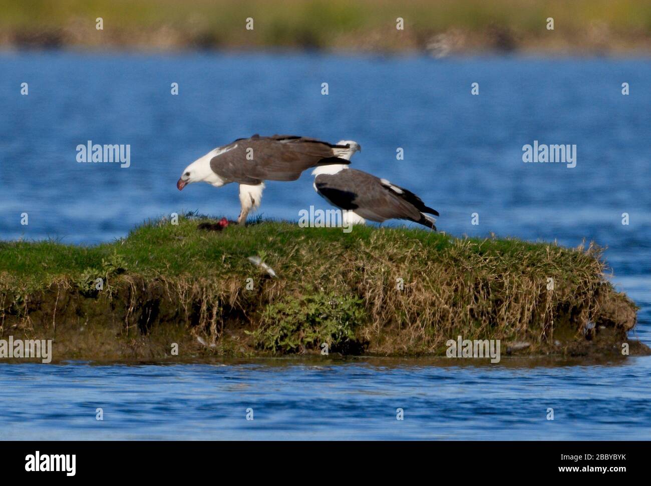 The male sea-eagle spent half an hour devouring the pig before stepping back to share the spoil with his partner. AUSTRALIA: ASTOUNDING photos prove t Stock Photo