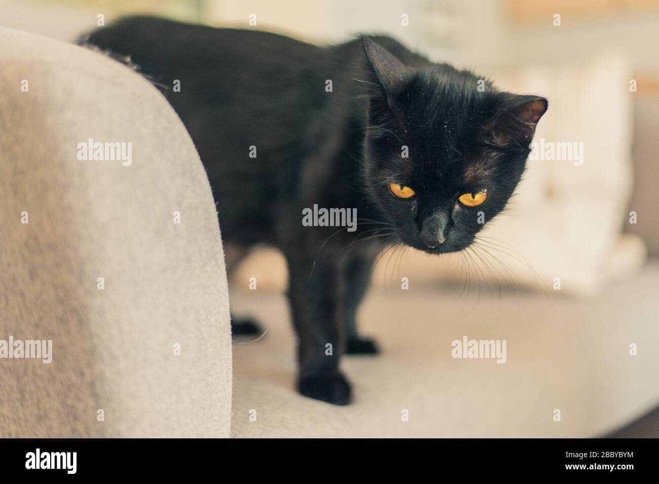 black cat with yellow eyes on the sofa Stock Photo - Alamy