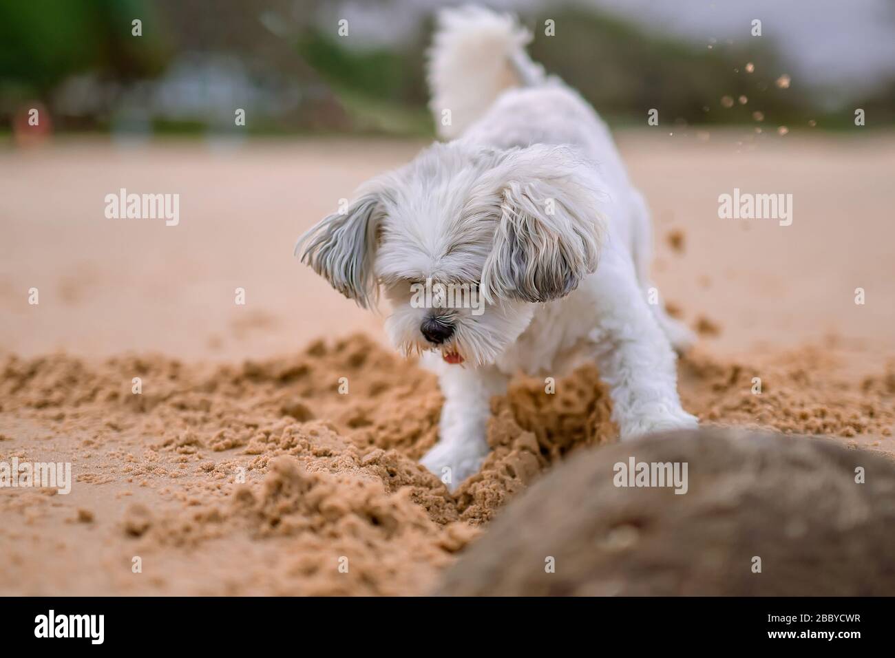 A little cute white lap-dog playing on the beach, diggins sand. Stock Photo