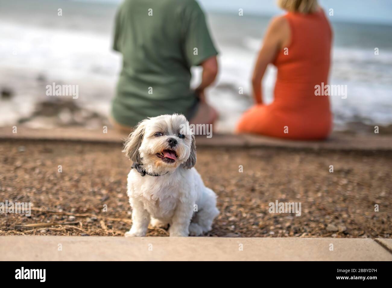 Cropped man and woman sitting on the beach behind little cute white lap-dog. Blurred ocean beach on background. People and pet. Stock Photo