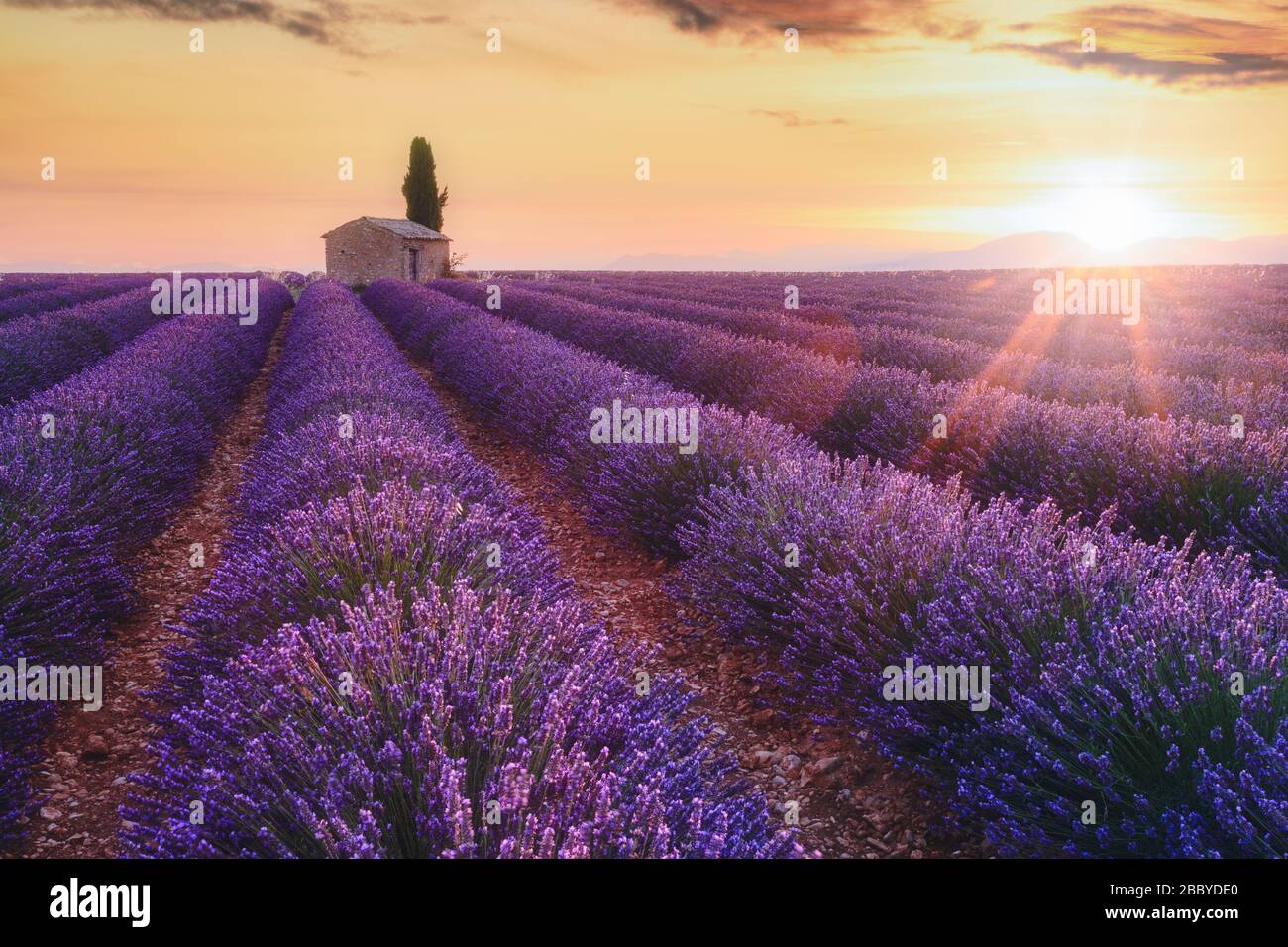 Provence, Southern France. Lavender field at sunrise, Valensole  Stock Photo