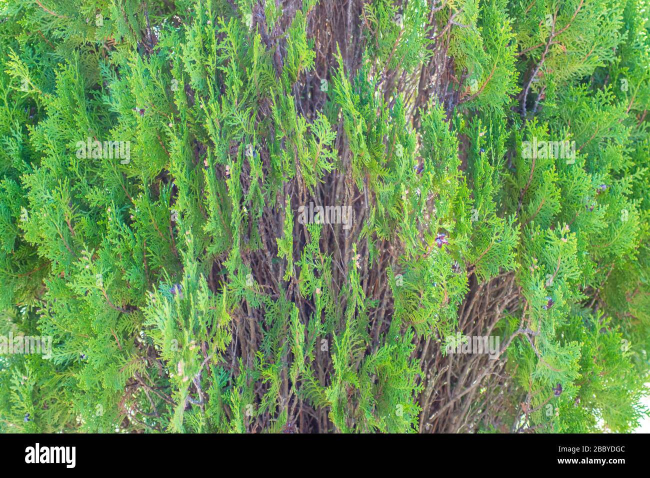 Green evergreen leaves of thuja hedgerow close-up, nature texture, background, outdoors, green plant Stock Photo