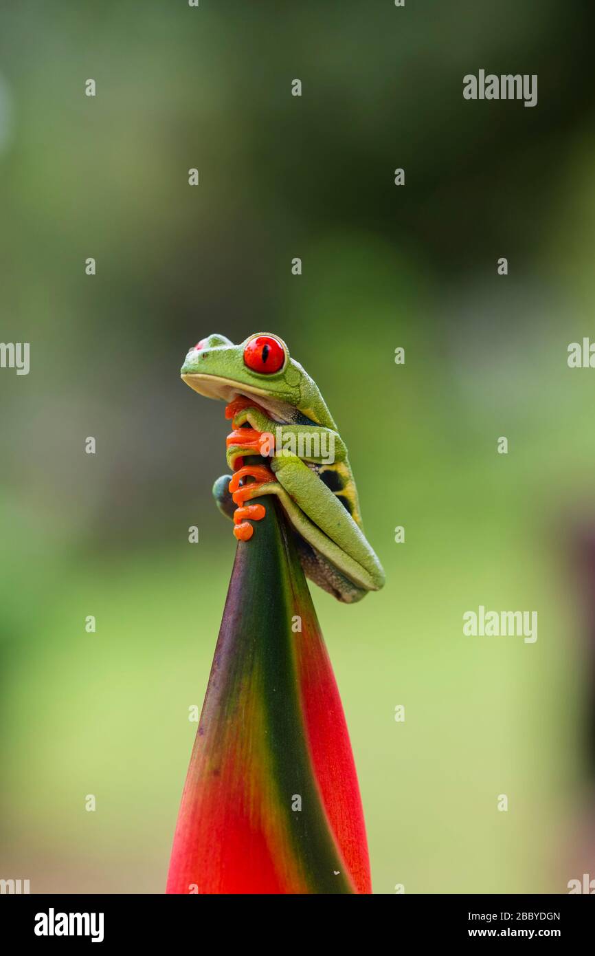 A close-up portrait of a red eyed tree frog Stock Photo