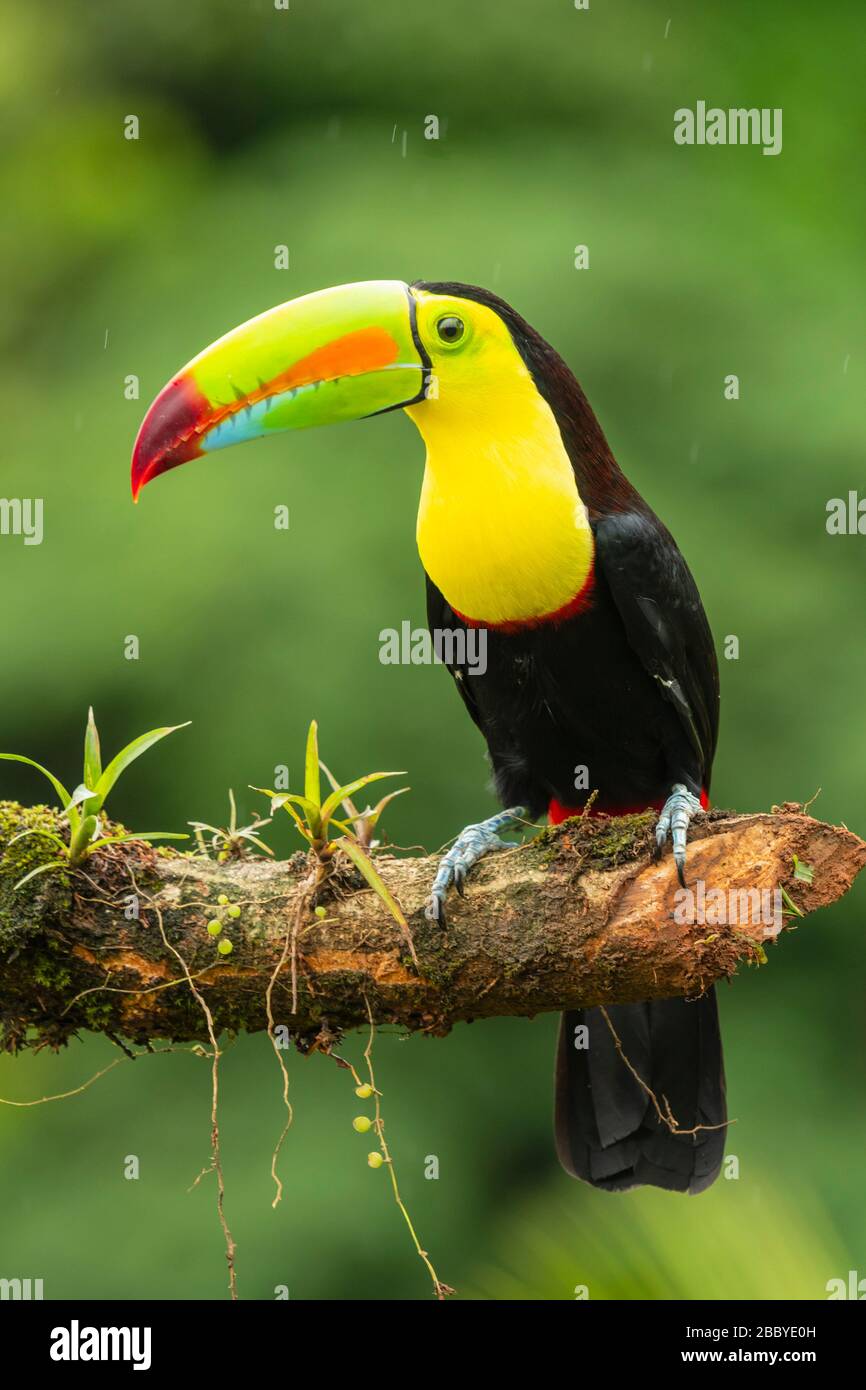 closeup portrait of a keel-billed toucan in Costa Rica Stock Photo