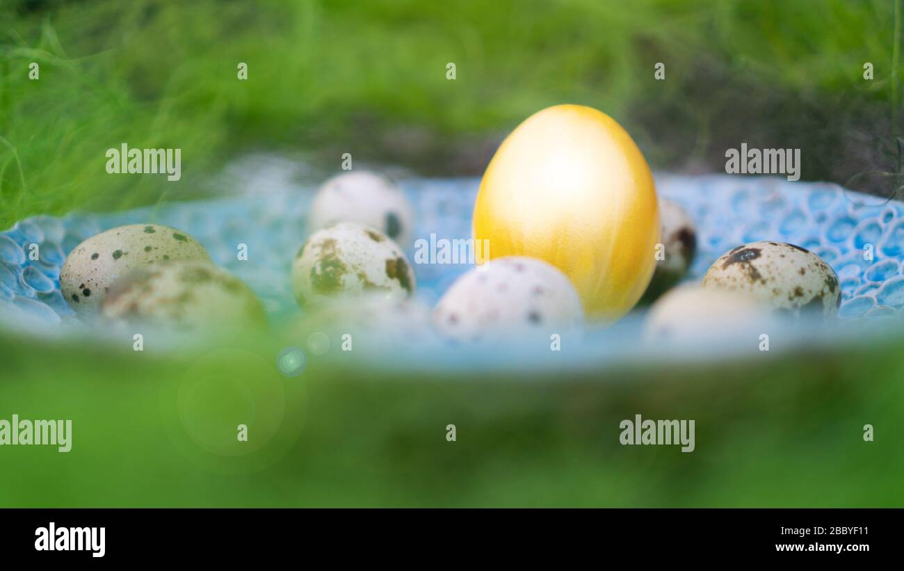 Yellow shiny chicken egg in between the quail eggs on blue plate.  Stock Photo