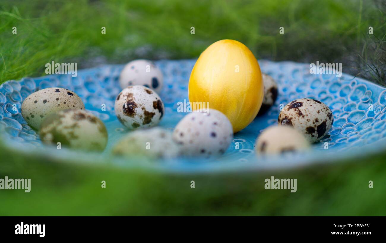 Yellow gleaming chicken egg in between the quail eggs on blue plate.  Stock Photo