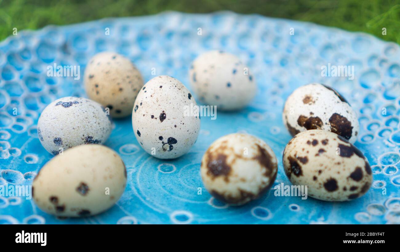 Cream-colored and brown quail eggs on the blue plate. Backgground Stock Photo