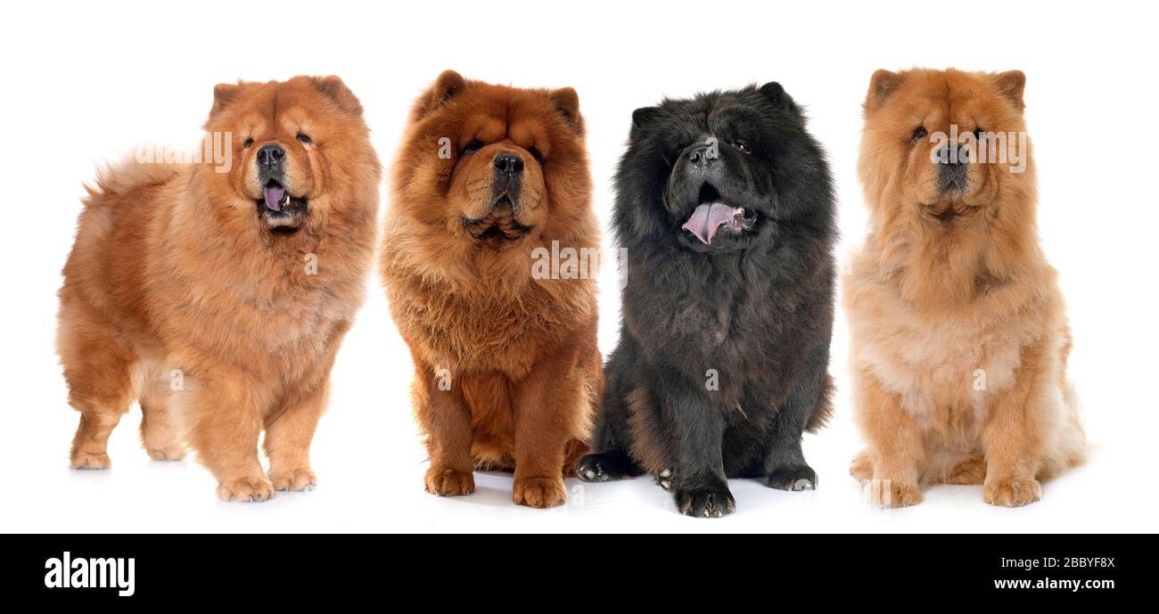 brown chow dogs in front of white background Stock Photo
