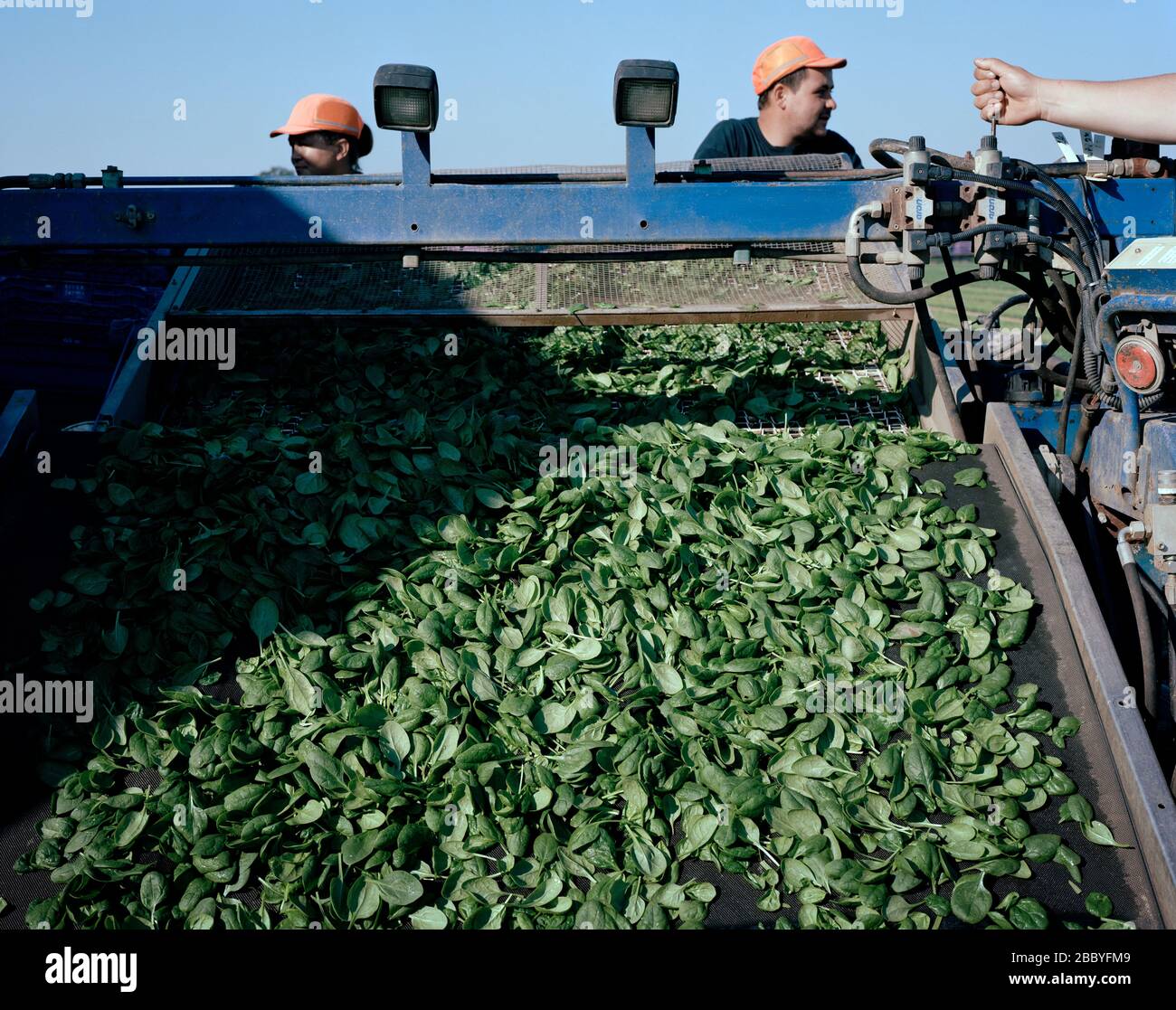 Norfolk, Wissington. Migrant Workers picking spinach for UK consumers. Stock Photo