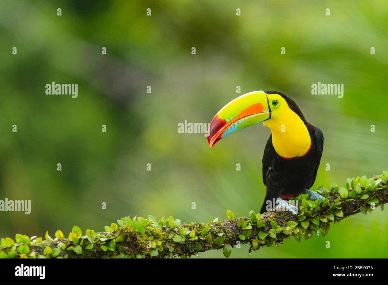 closeup portrait of a keel-billed toucan in Costa Rica Stock Photo
